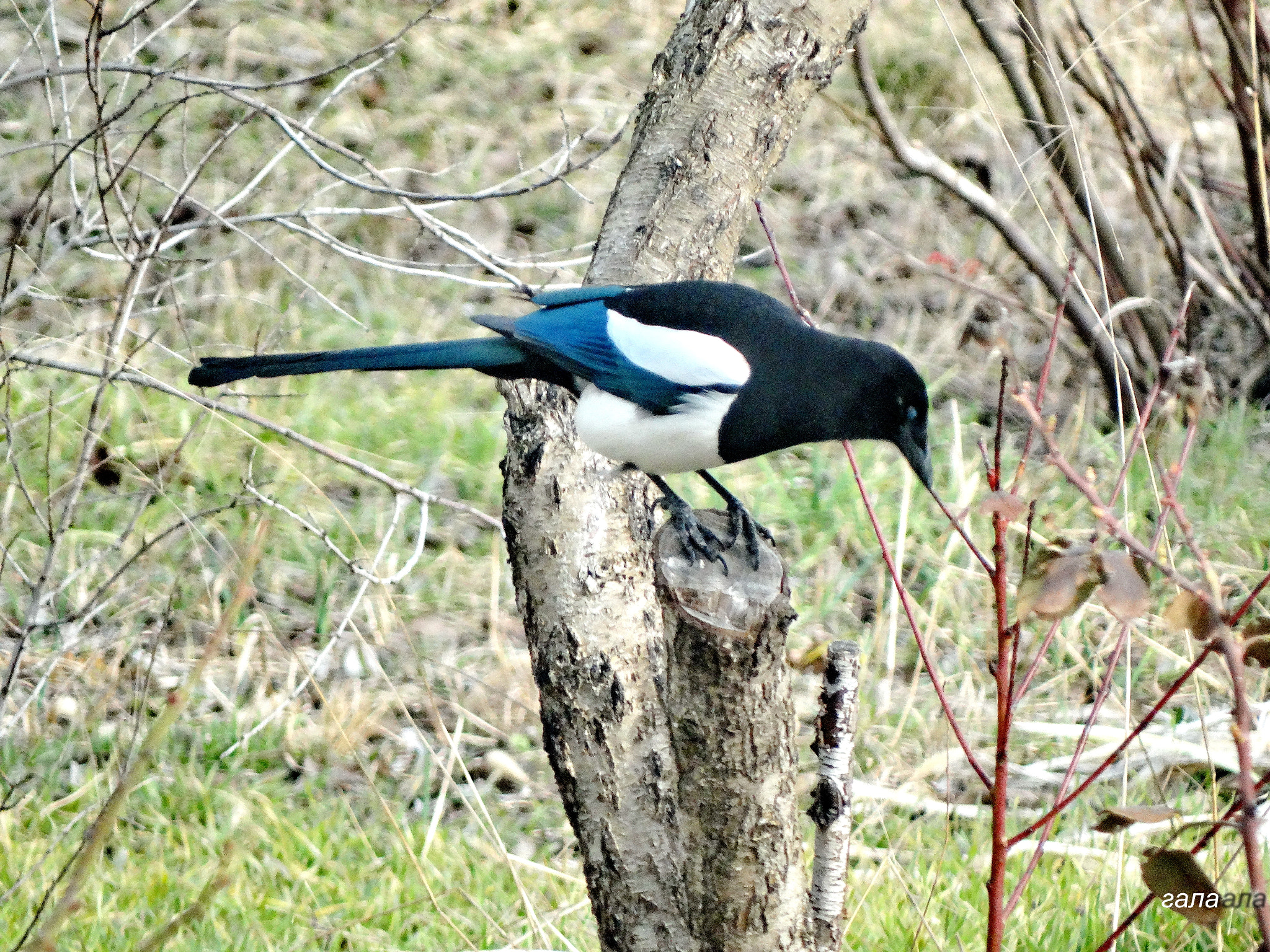 Minolta AF 80-200mm F2.8 HS-APO G sample photo. Curiosity photography