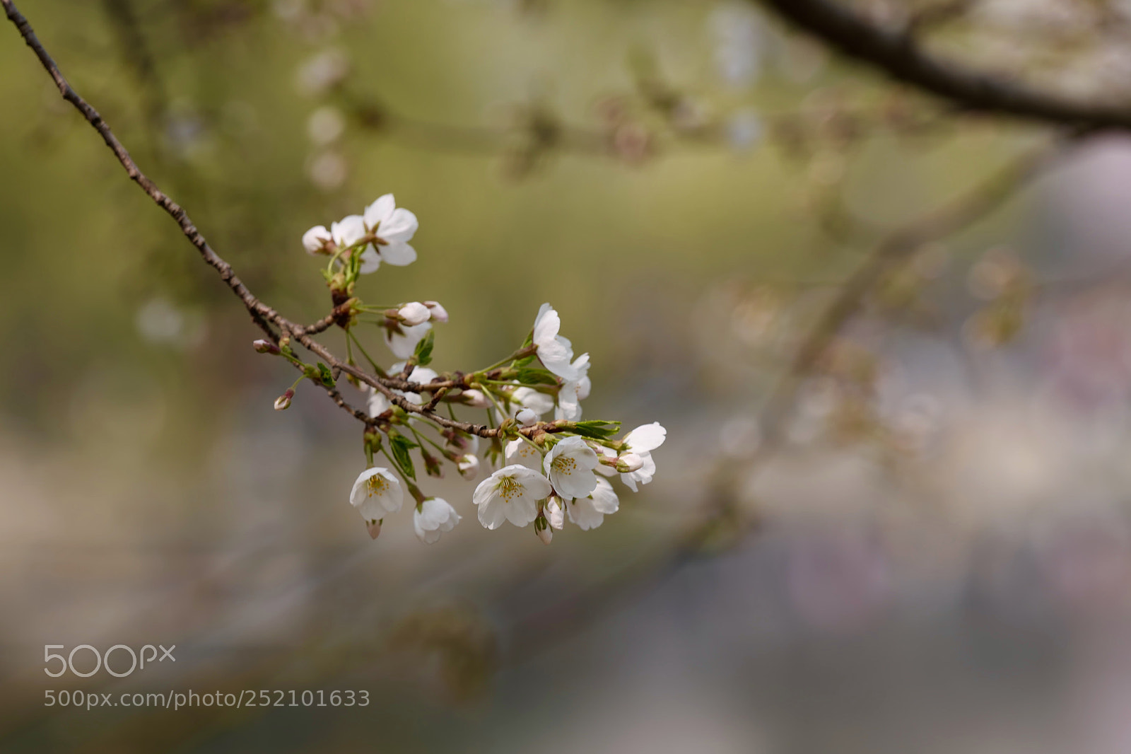 Leica SL (Typ 601) sample photo. Untitled photography