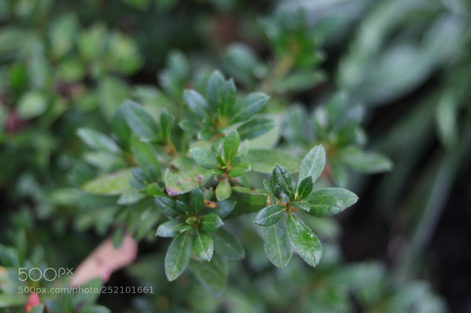 Canon EOS 80D + Canon EF 50mm F1.8 STM sample photo. Img photography