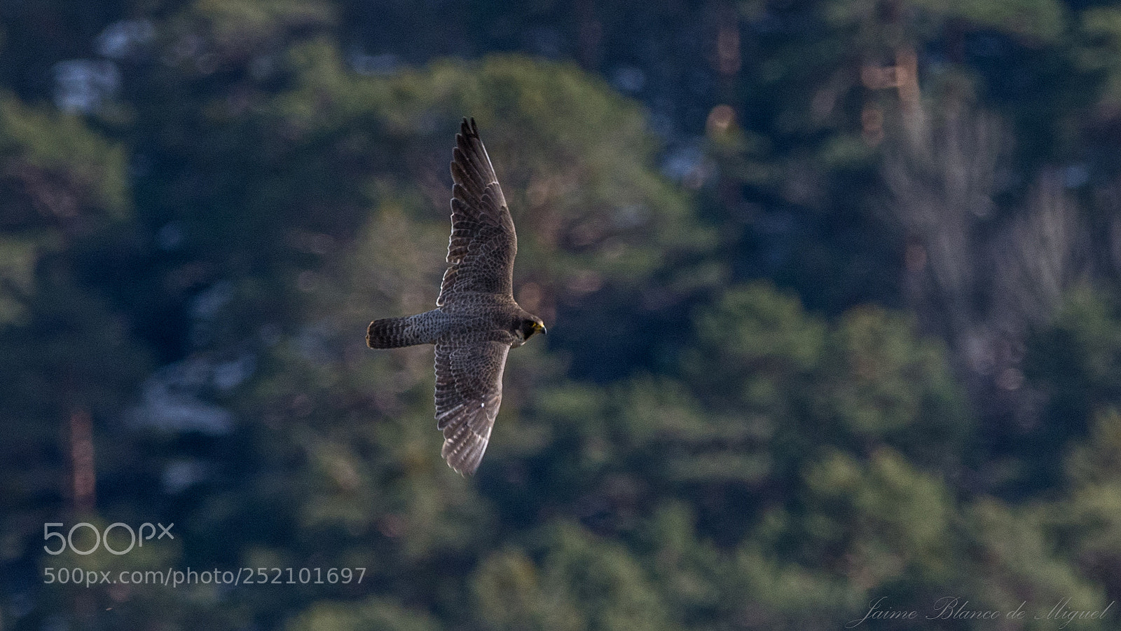 Nikon D7100 sample photo. Halcón peregrino salvaje photography