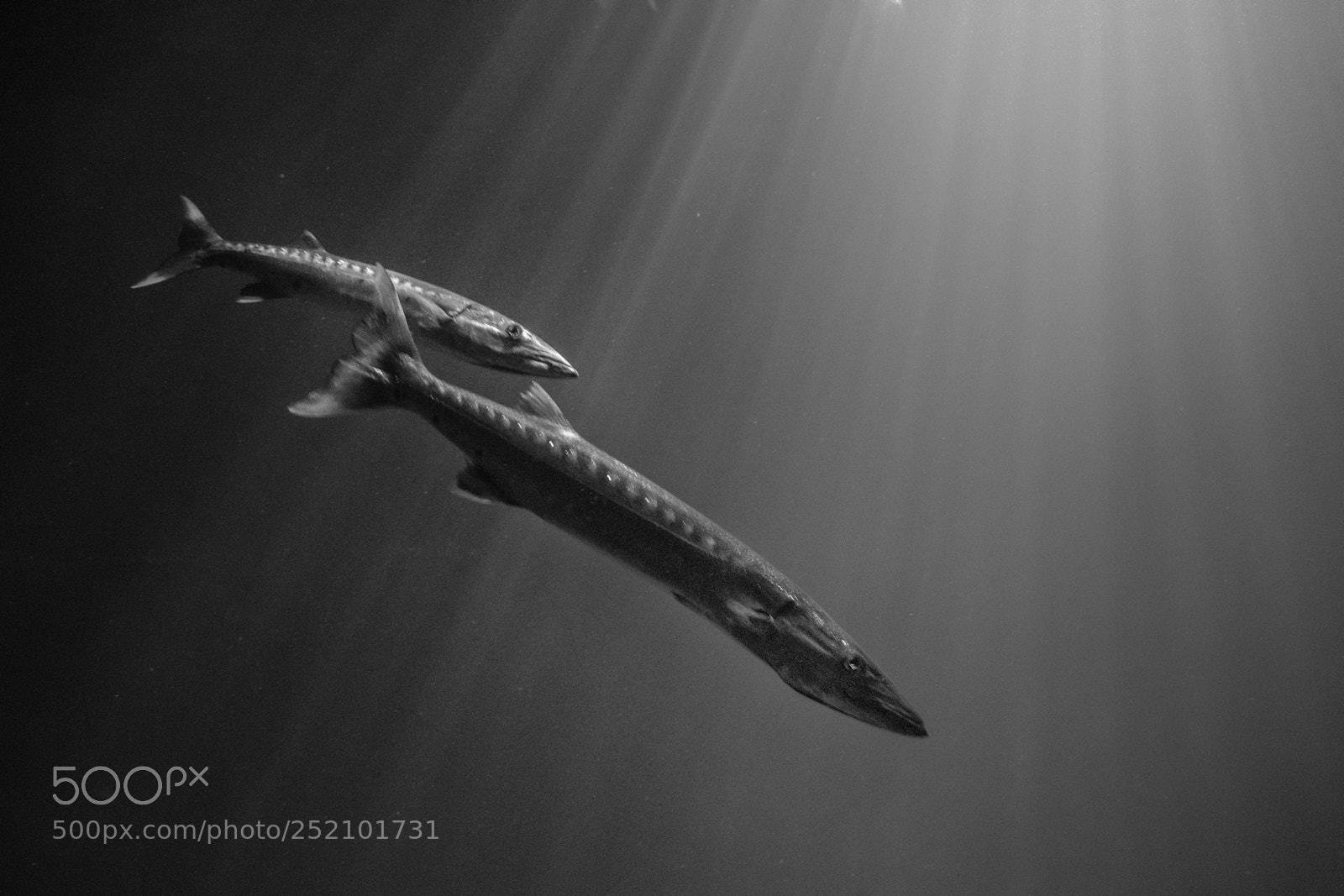 Fujifilm X-T20 sample photo. Sea patrol photography