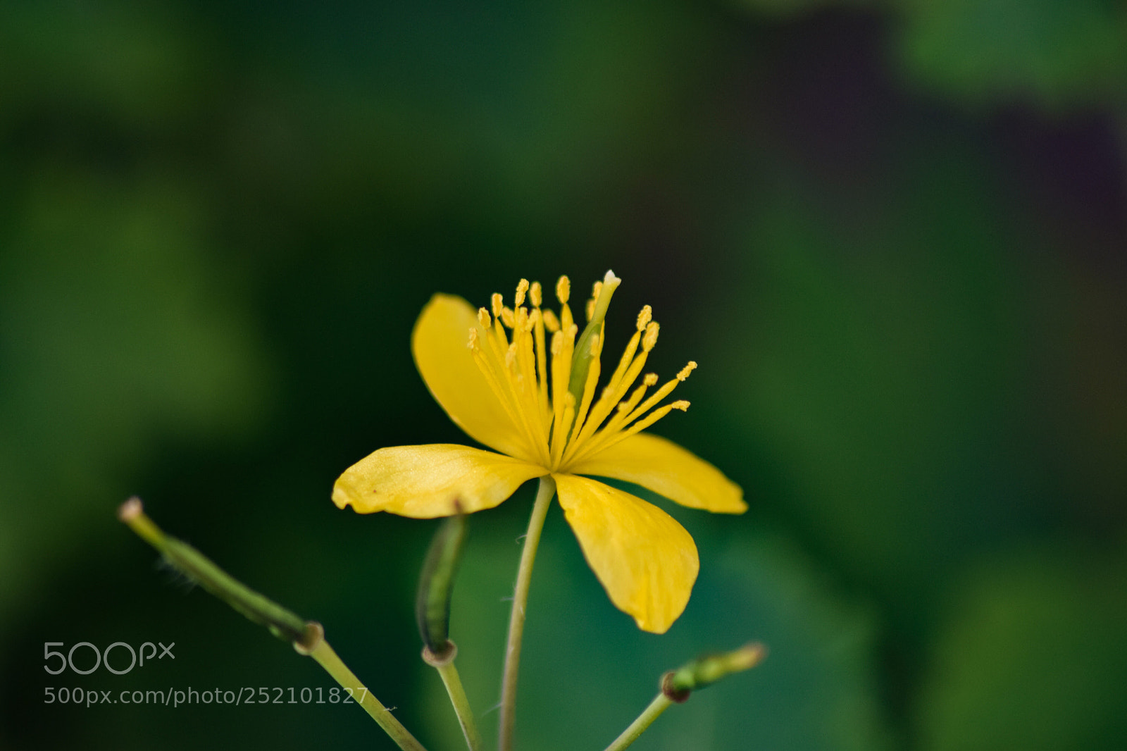 Nikon D5300 sample photo. Fleur jaune  photography
