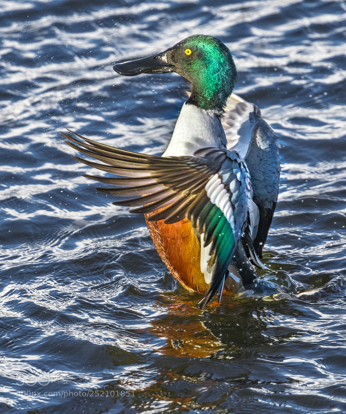 Nikon D500 sample photo. Shoveler showing off photography