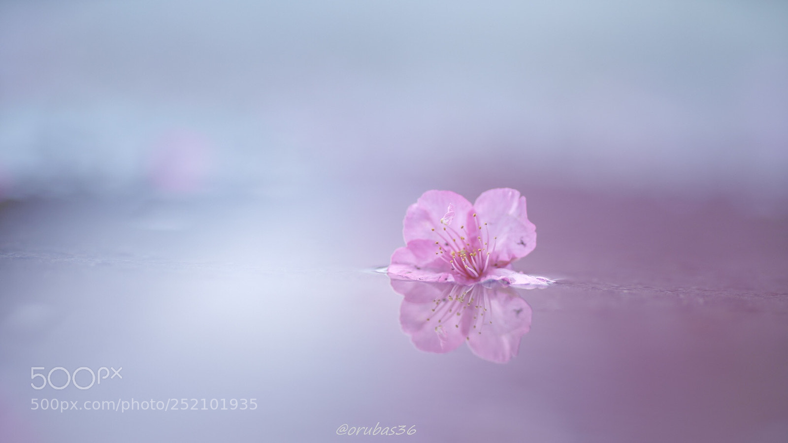 Sony a7R III sample photo. Flowers bloom twice photography