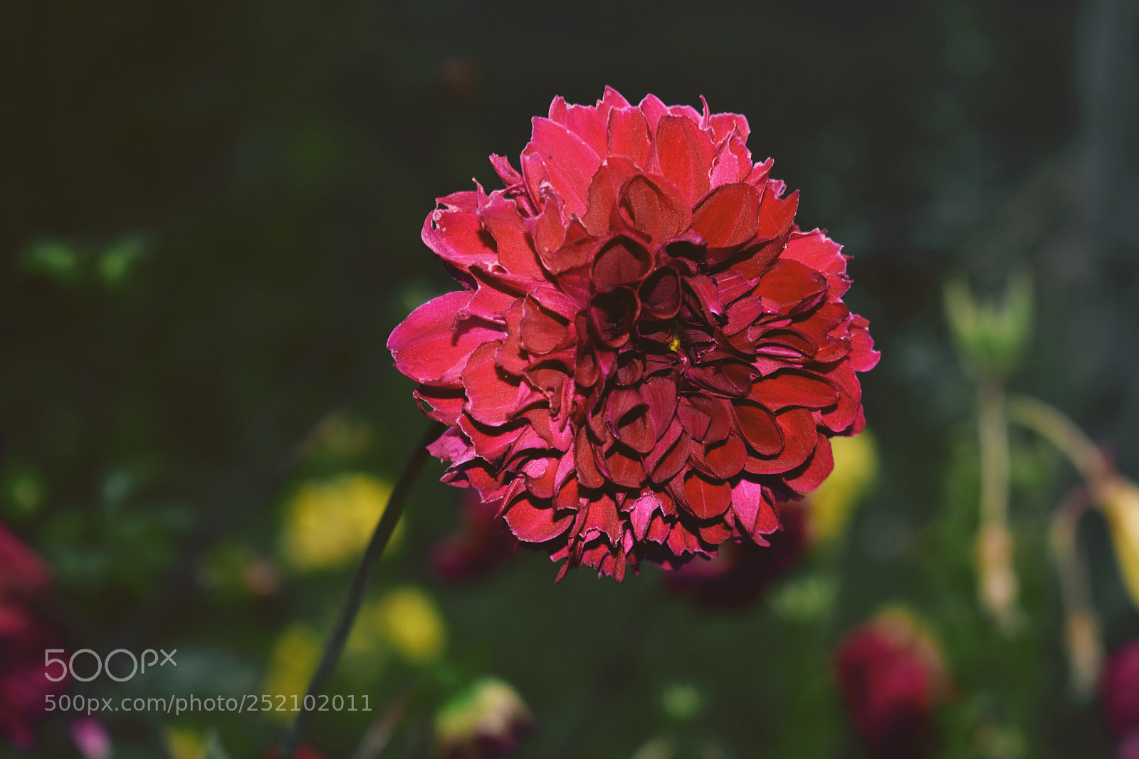 Nikon D3400 sample photo. Flowers photography