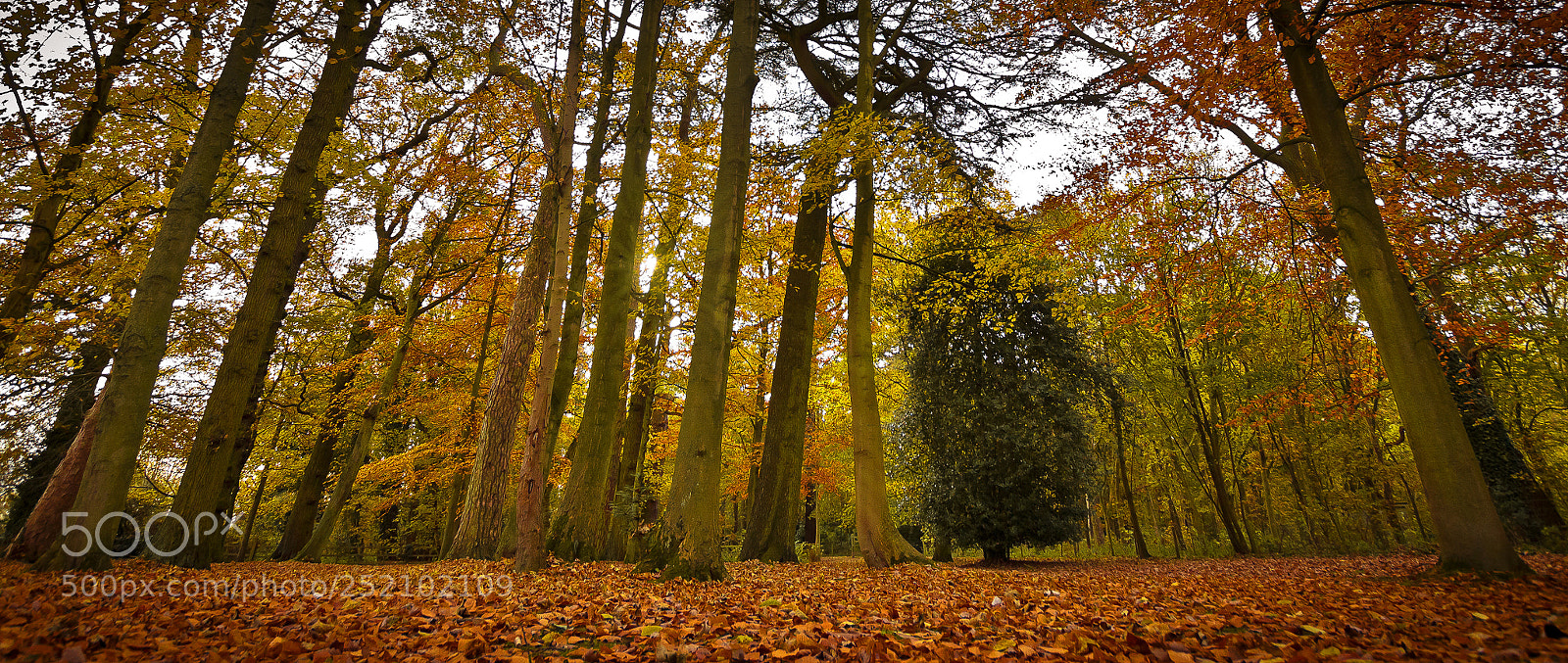 Canon EOS 600D (Rebel EOS T3i / EOS Kiss X5) sample photo. Autumn woods photography