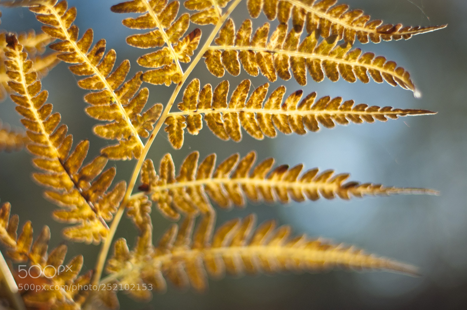 Nikon D70s sample photo. Golden autumn fern photography