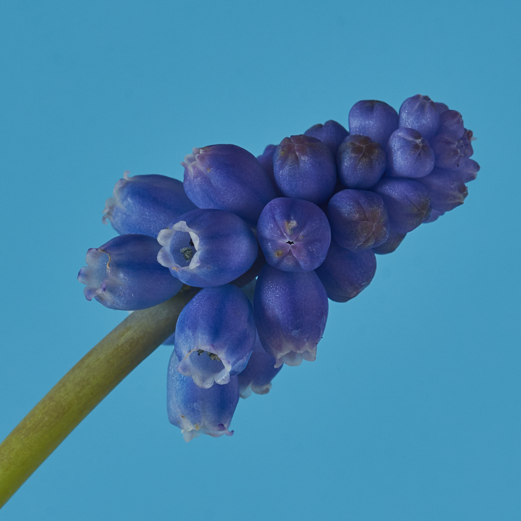 Sigma 105mm F2.8 EX DG OS HSM sample photo. Grape hyacinth photography