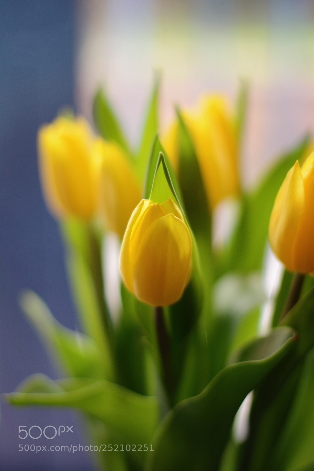 Nikon D7100 sample photo. Like sunshine photography