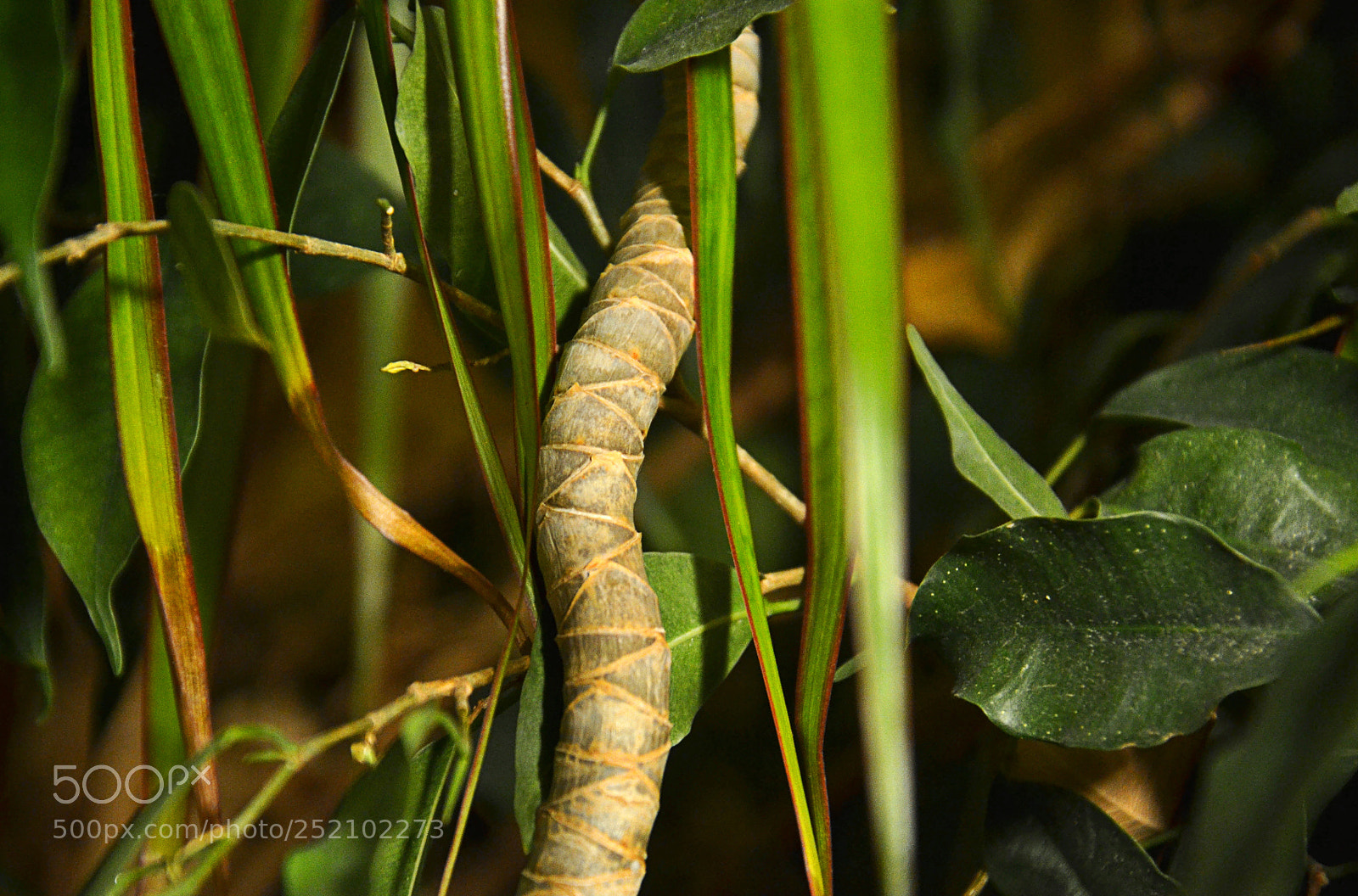 Nikon D3100 sample photo. Wood snake photography