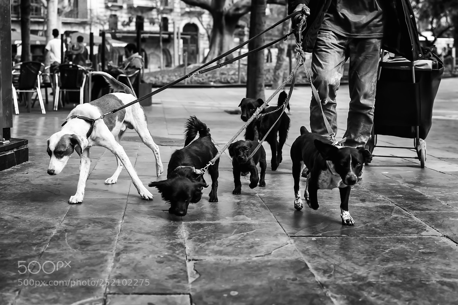 Nikon D3100 sample photo. Street canines photography