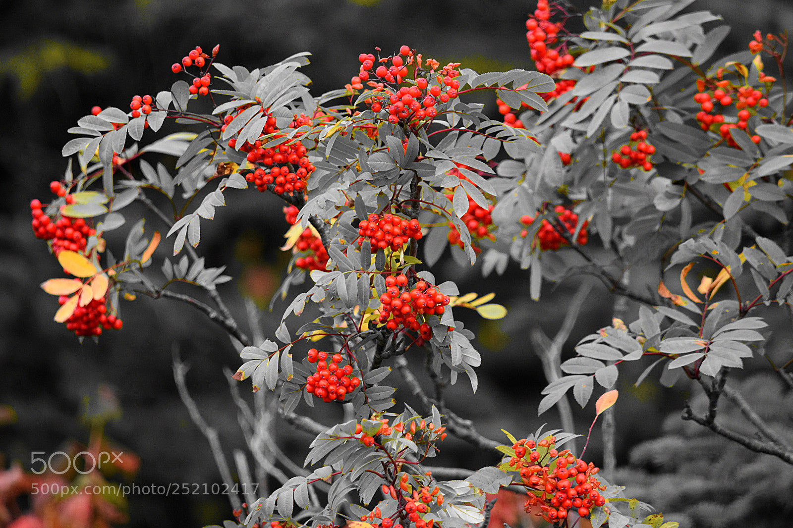 Nikon D5600 sample photo. Fall berries photography