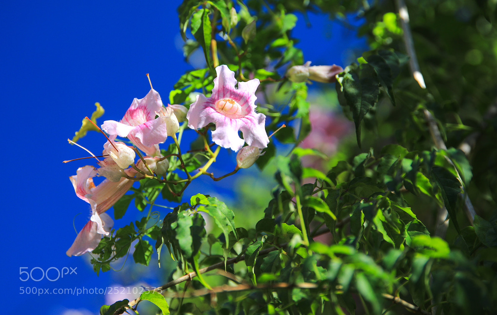 Canon EOS 5D Mark IV sample photo. St. vincent 5 photography