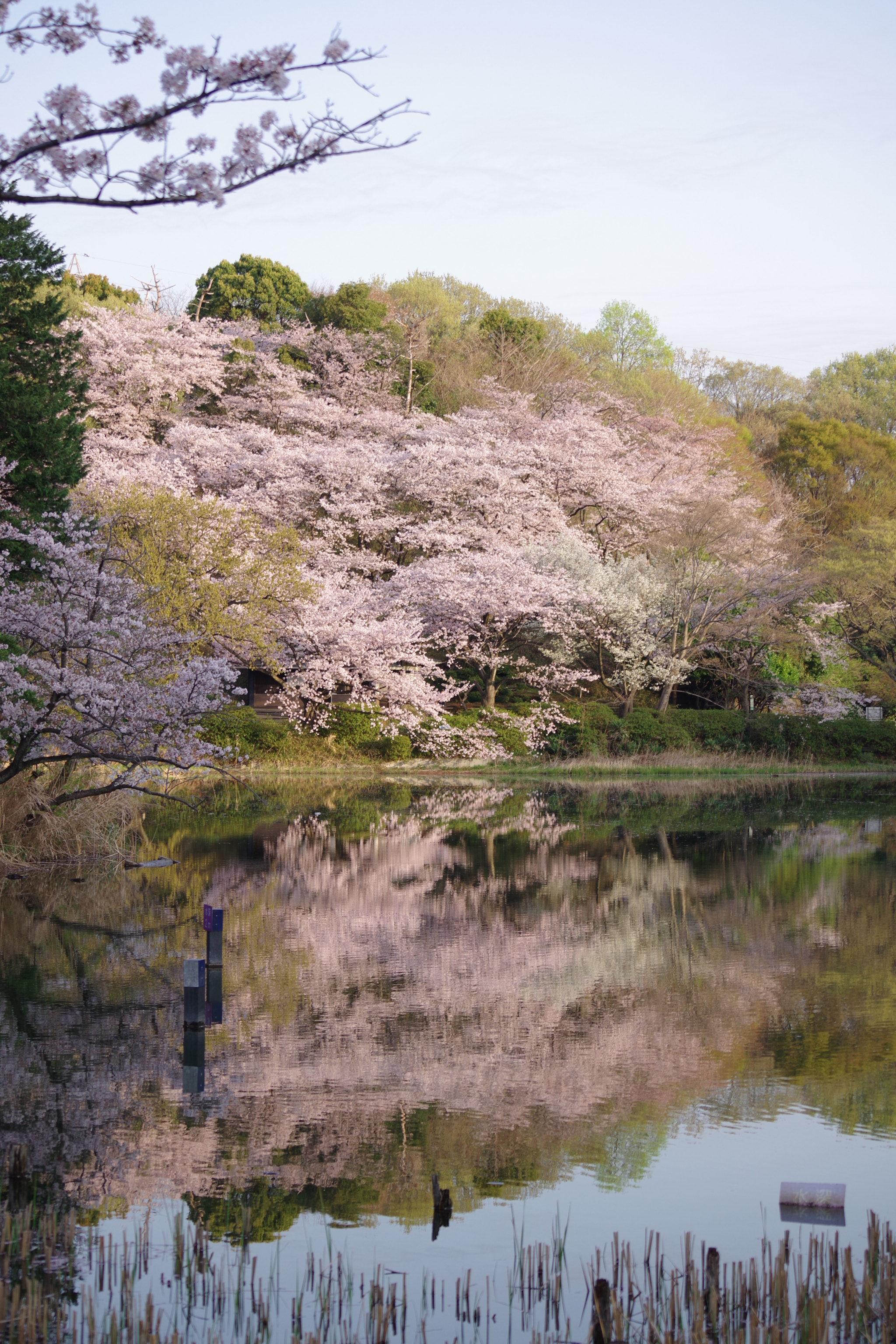 Pentax K-70 sample photo. Reflection (sakura 2018 #9) photography