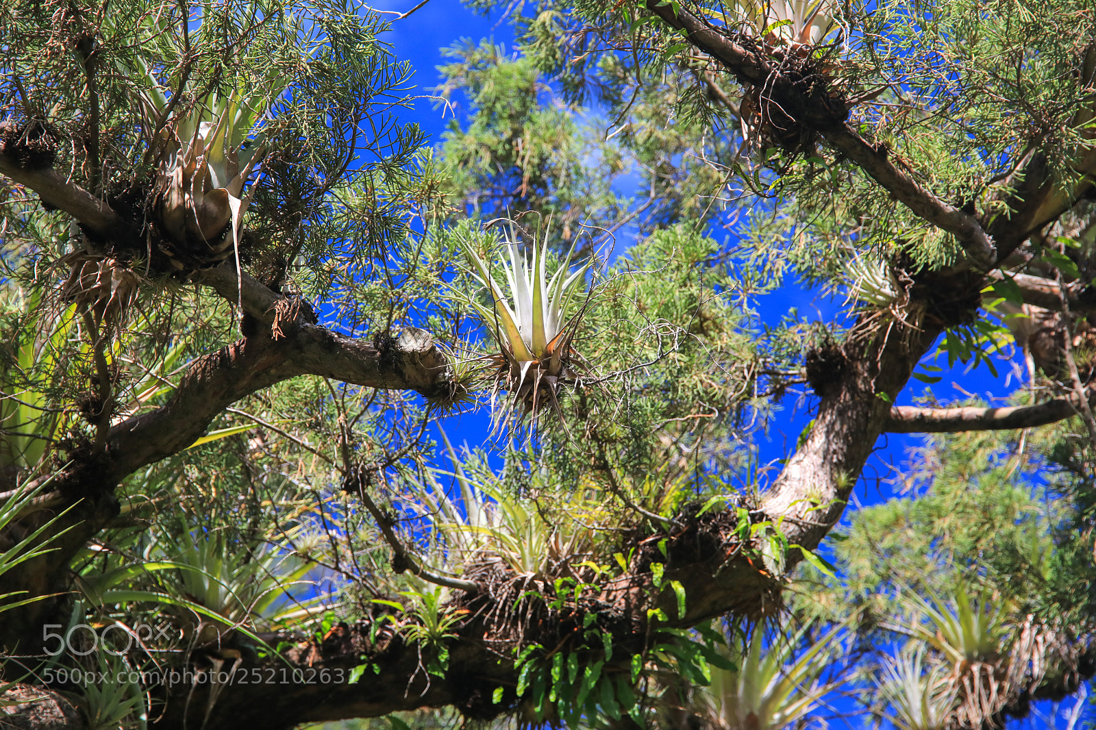 Canon EOS 5D Mark IV sample photo. St. vincent 6 photography