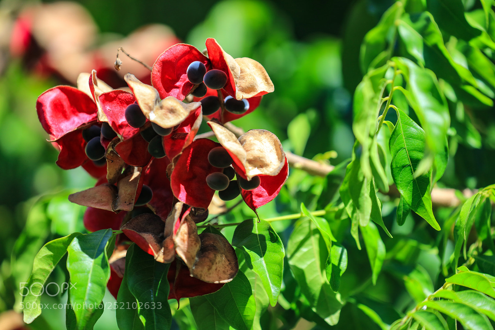 Canon EOS 5DS R sample photo. St. vincent 7 photography