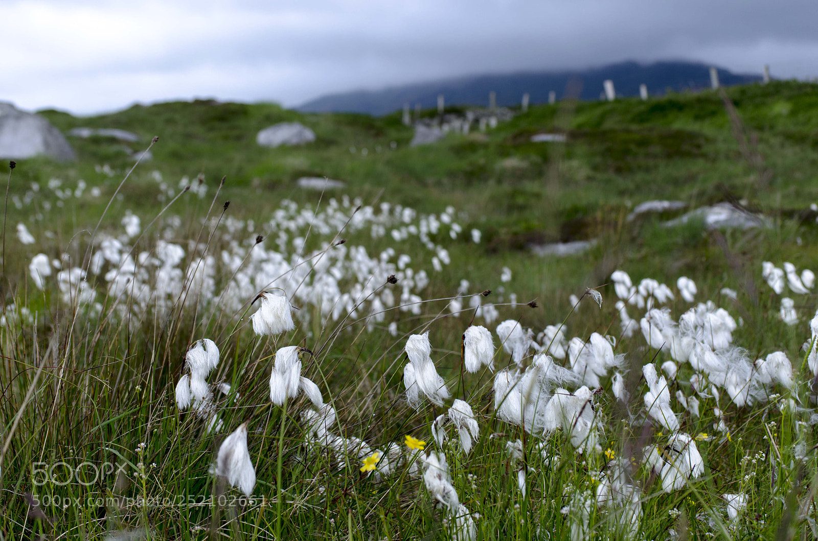 Nikon D5100 sample photo. Irish cotton... photography