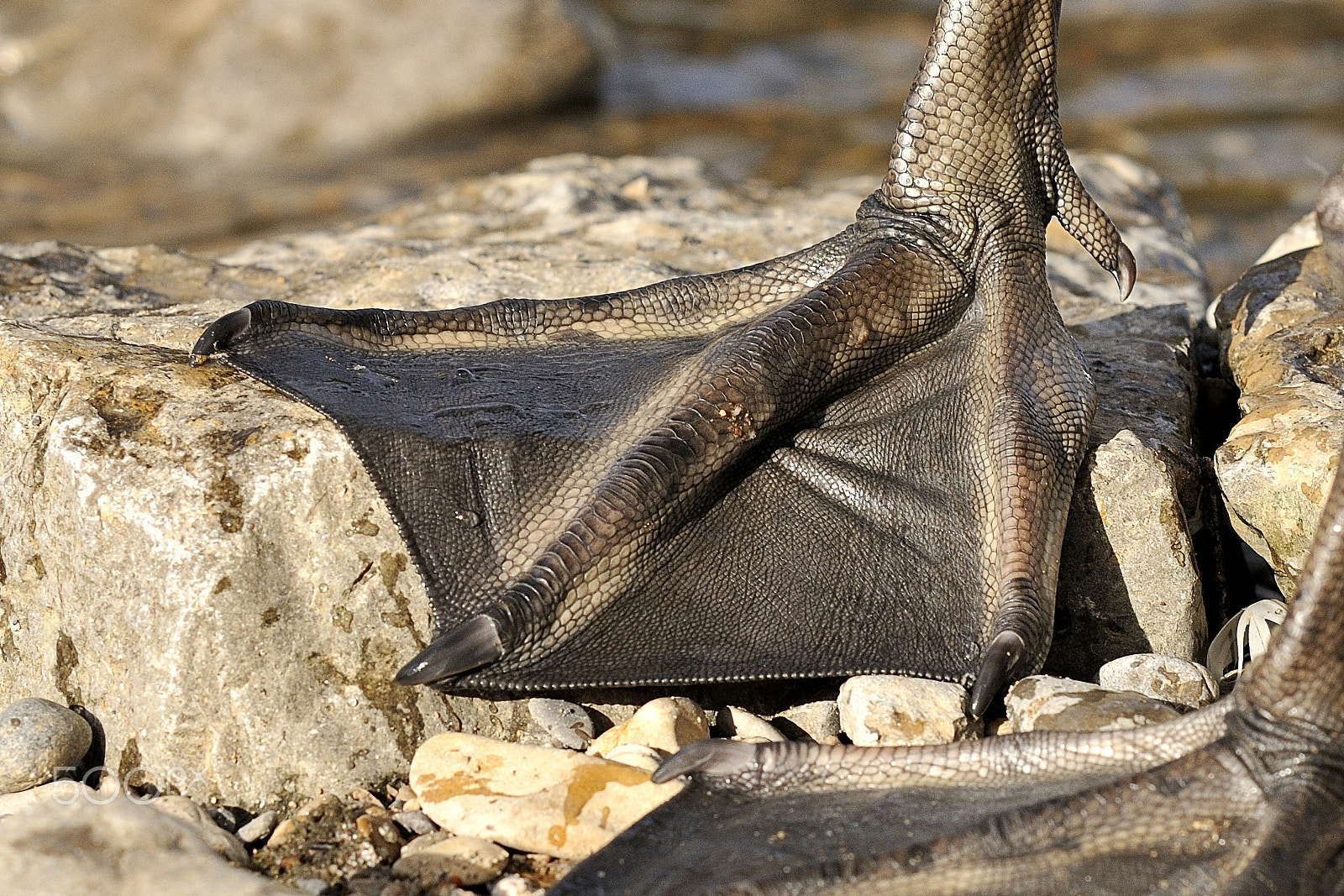 Sigma APO 100-300mm F4 EX IF HSM sample photo. Schwanenfuß | foot of a swan photography