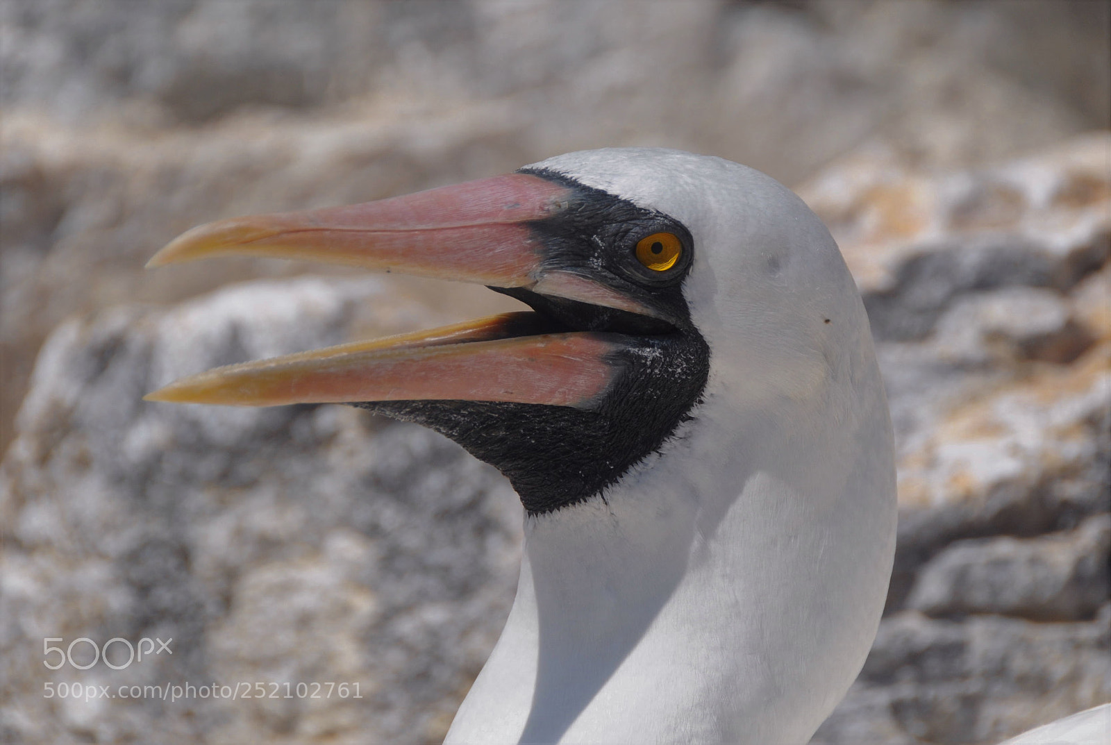 Nikon D300 sample photo. Galapagos bobbie closeup photography