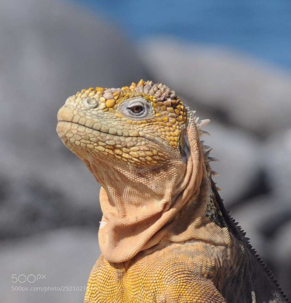 Nikon D300 sample photo. Land iguana says hola photography