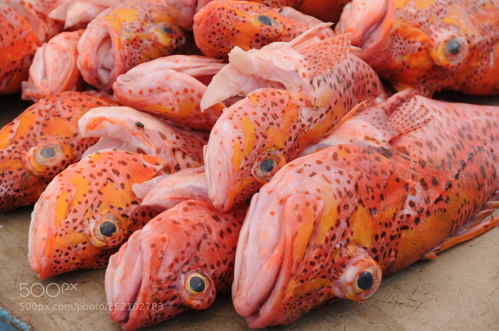 Nikon D300 sample photo. Fresh fish photography