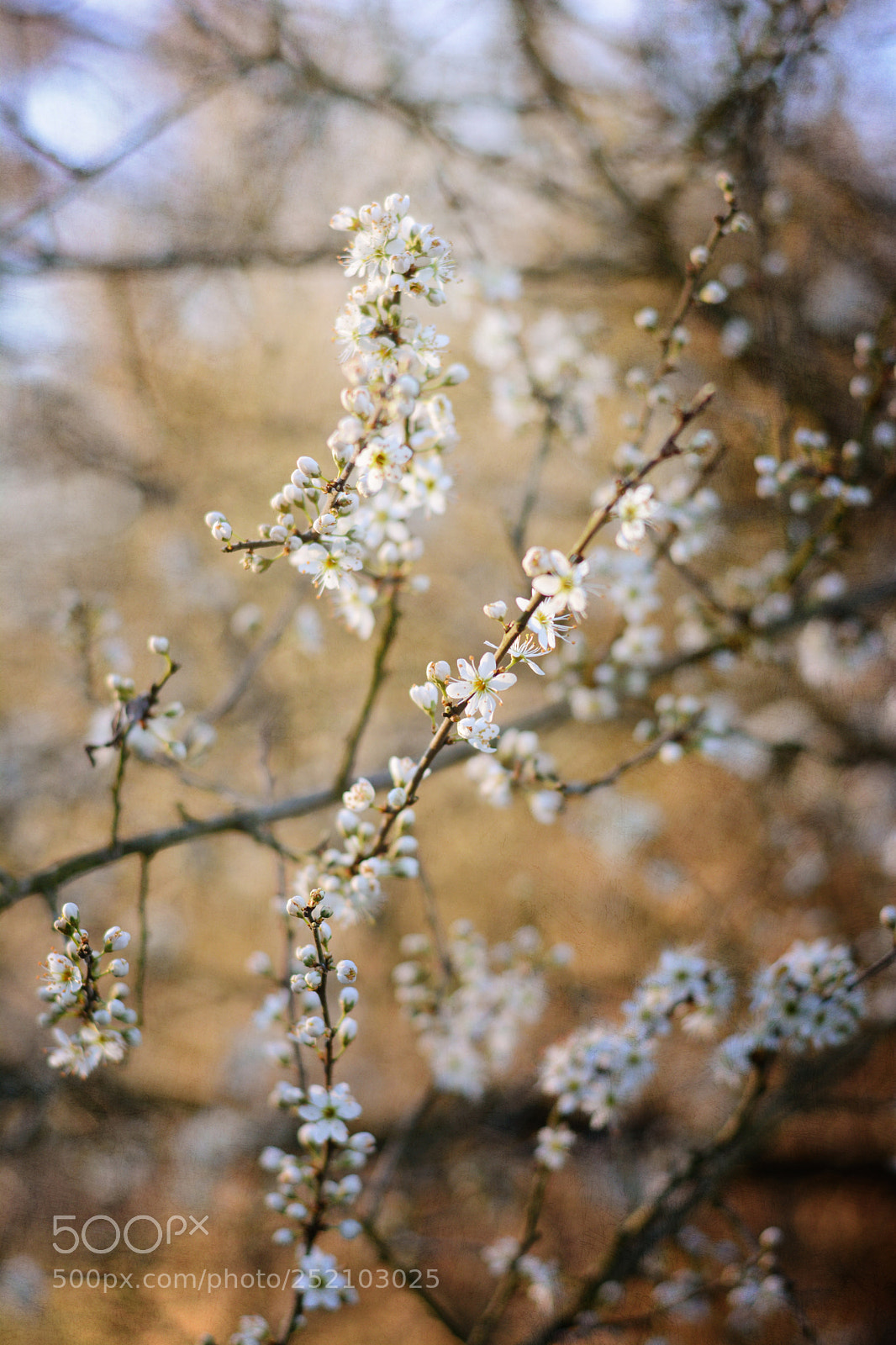 Nikon D7100 sample photo. Spring fairytale photography