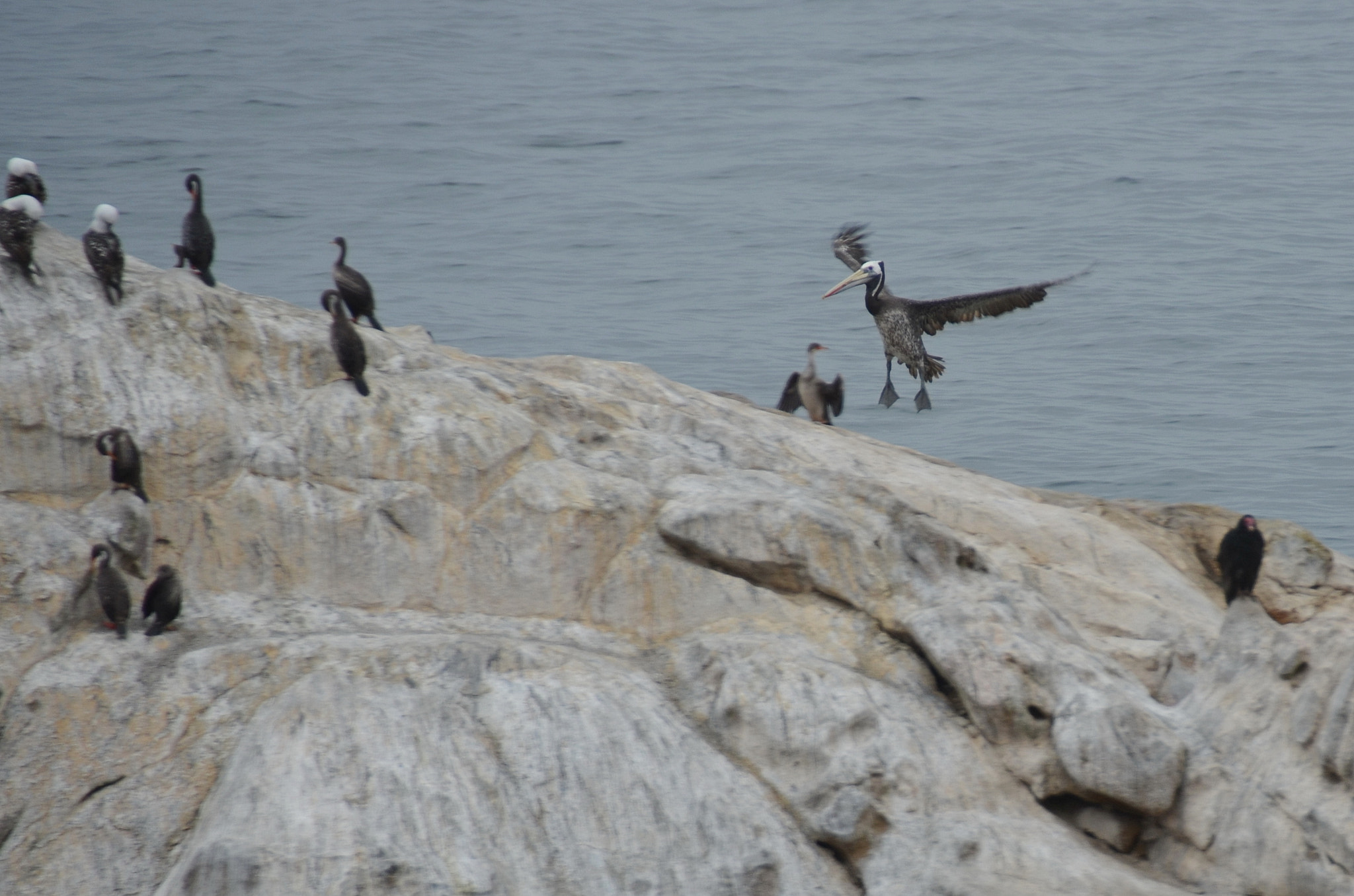 Nikon D5100 sample photo. Bird conference photography