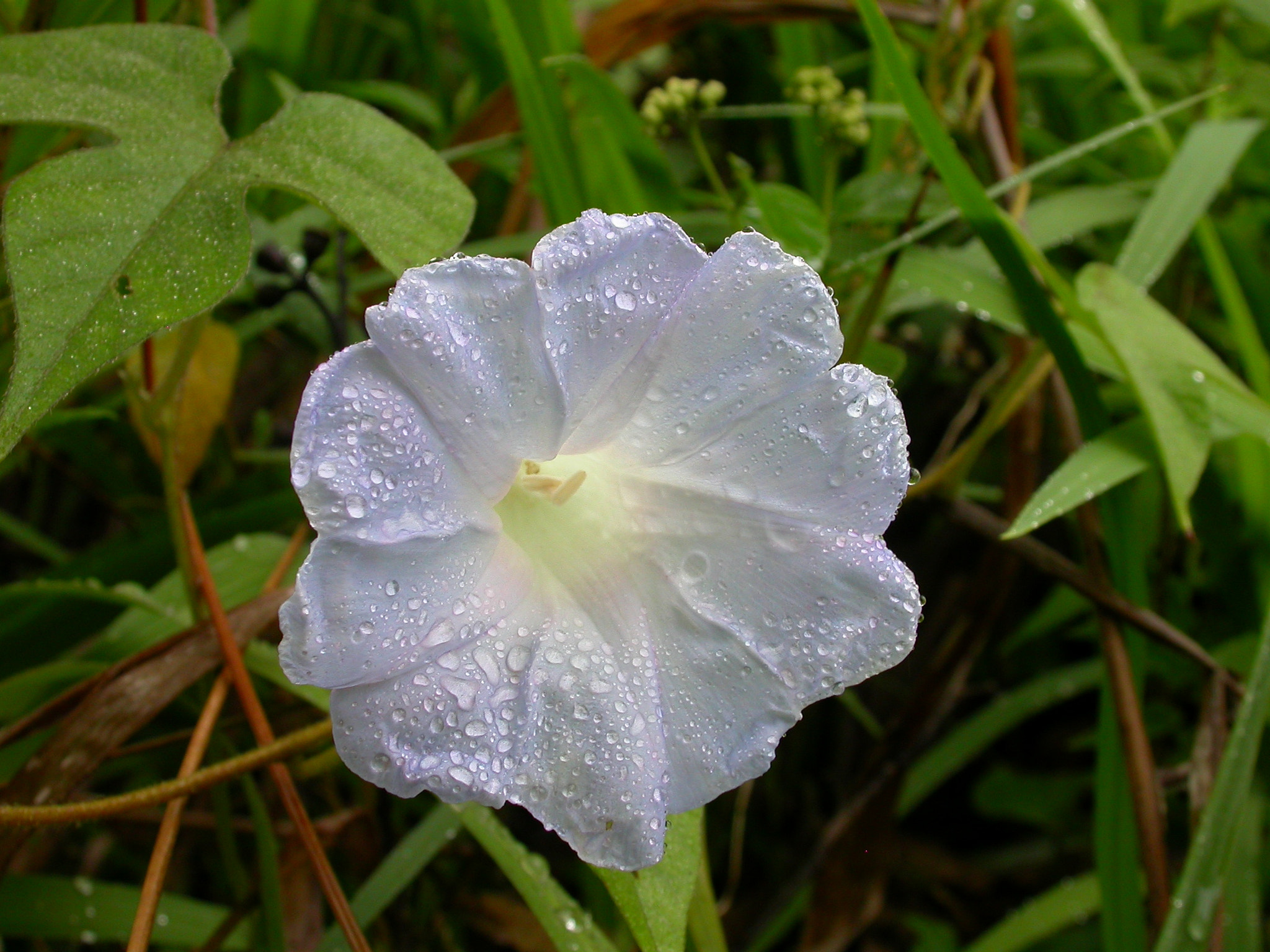 Nikon E4500 sample photo. White flower in colombia photography