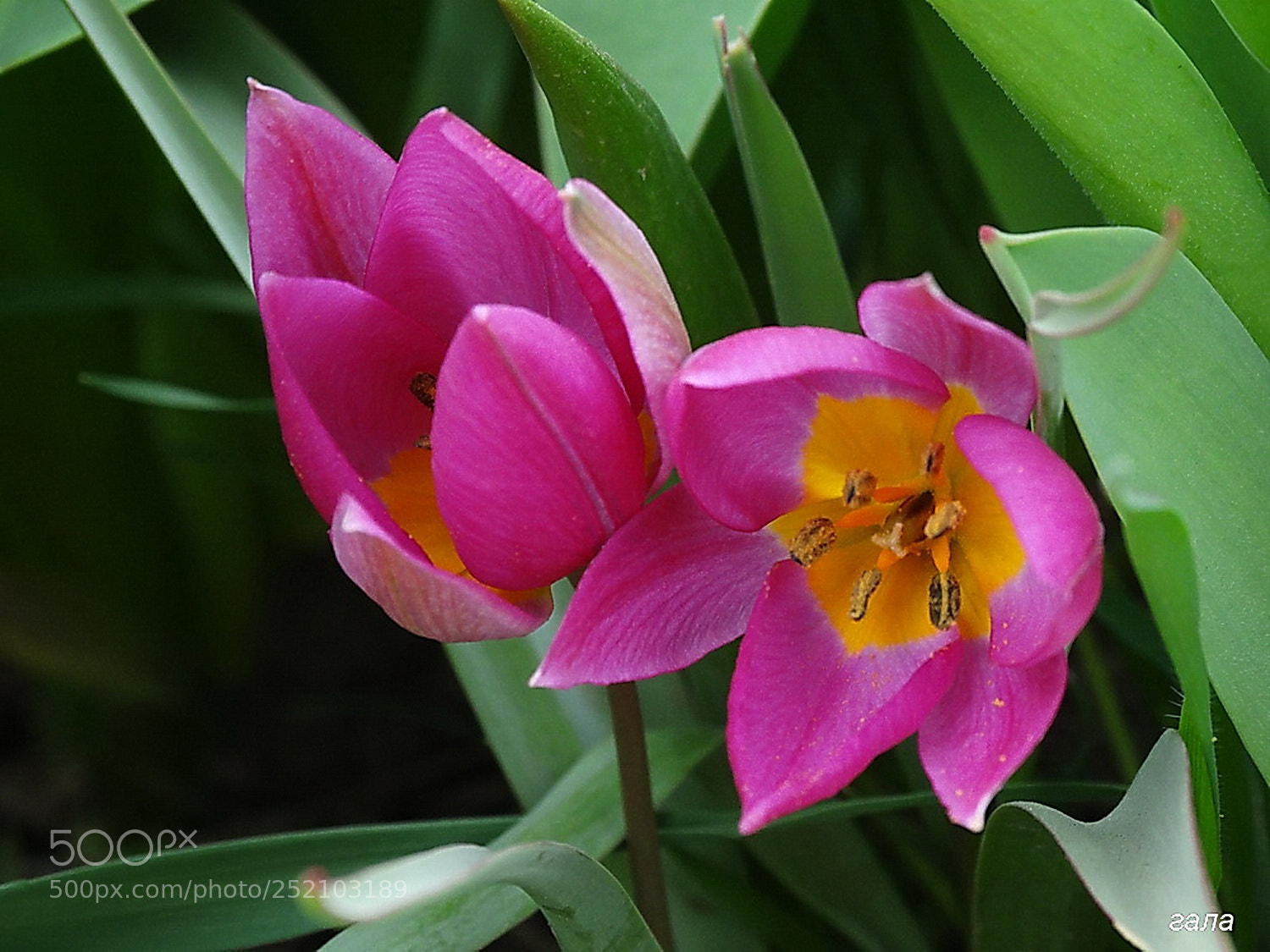 Sony Cyber-shot DSC-HX300 sample photo. Charm photography