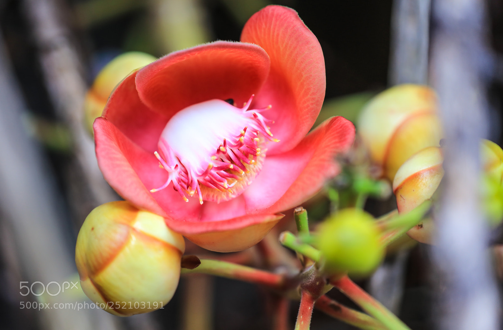 Canon EOS 5DS R sample photo. St. vincent 8 photography