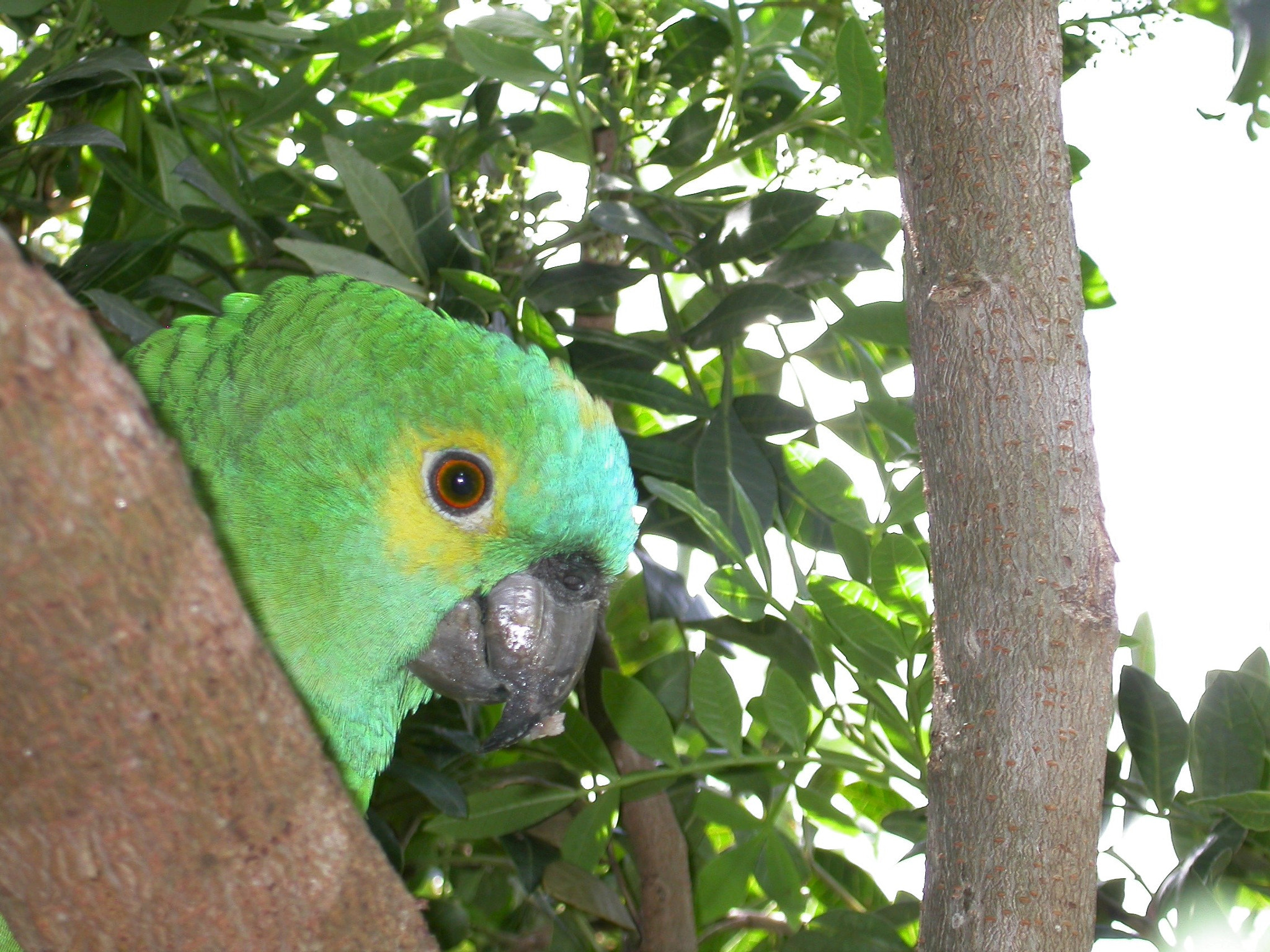 Nikon E4500 sample photo. Parrot hiding in the tree photography