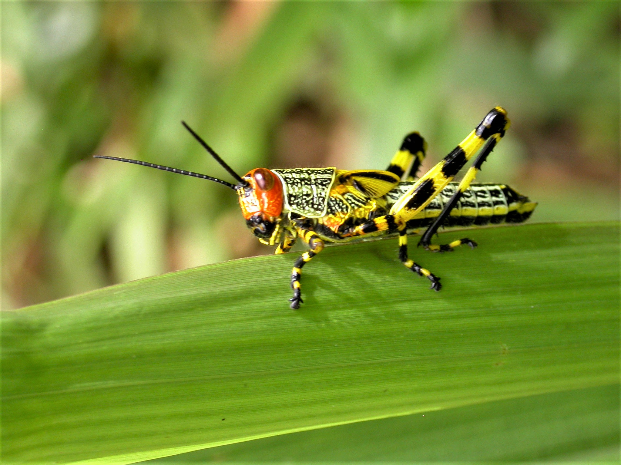 Nikon E4500 sample photo. Grasshopper  - southern brazil photography