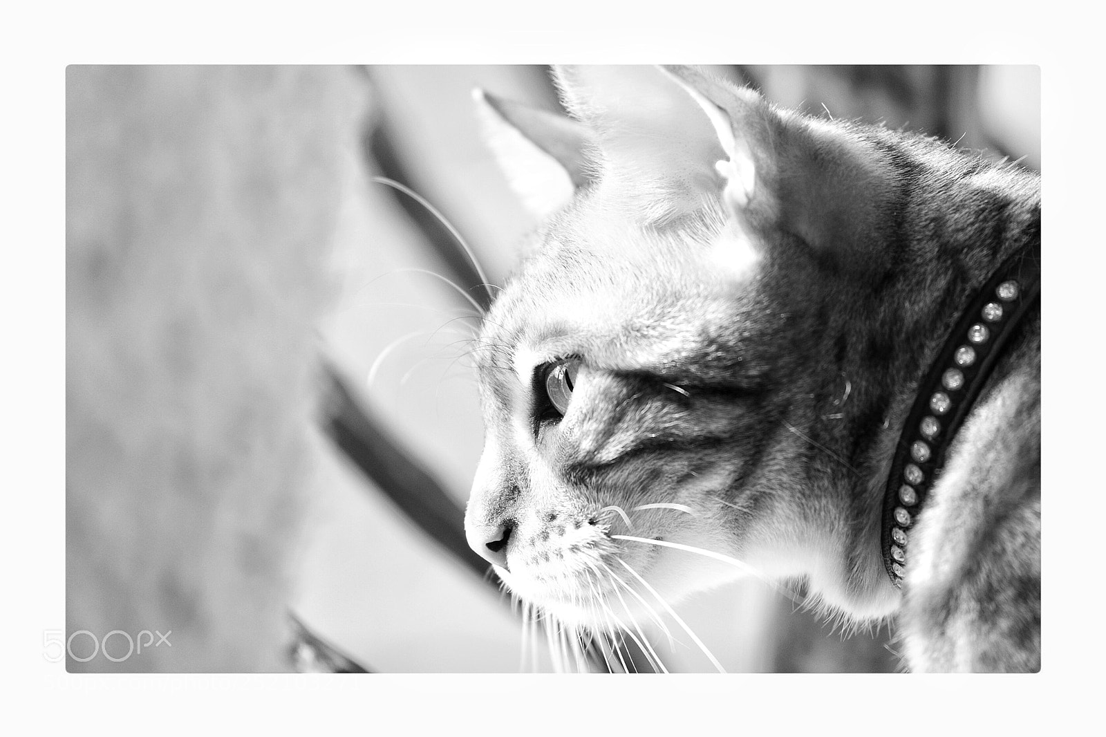 Canon EOS 5D Mark IV sample photo. Untitled photography