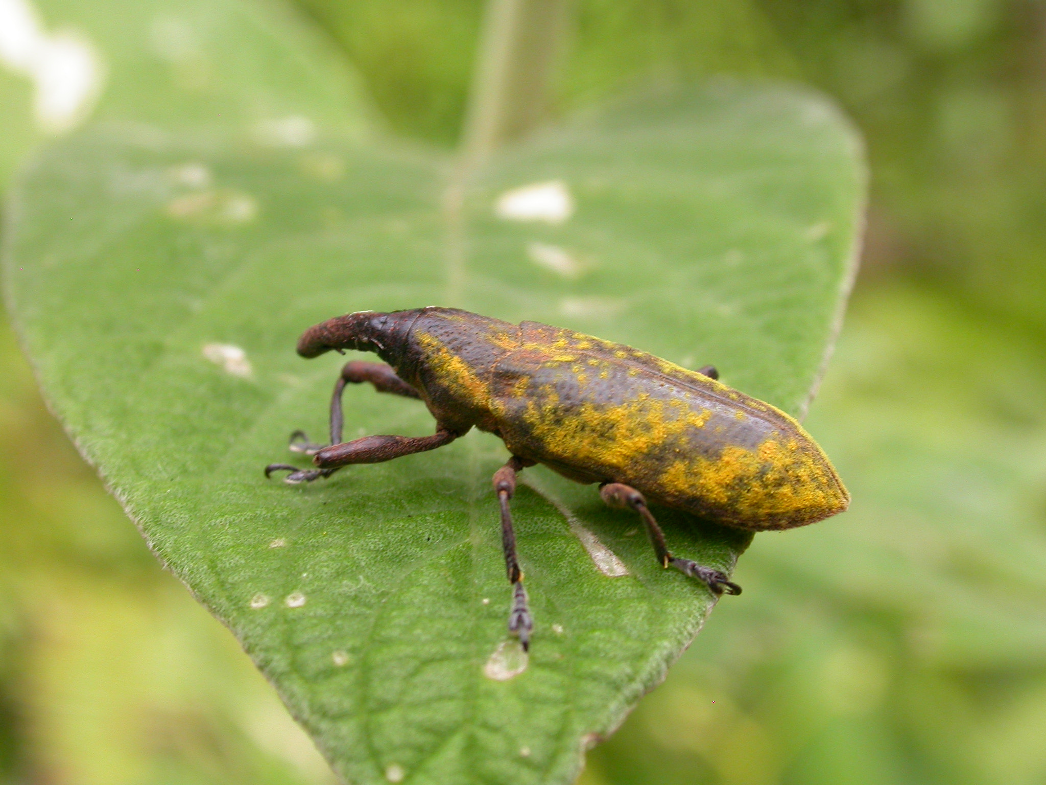 Nikon E4500 sample photo. Creepy bug - southern brazil photography
