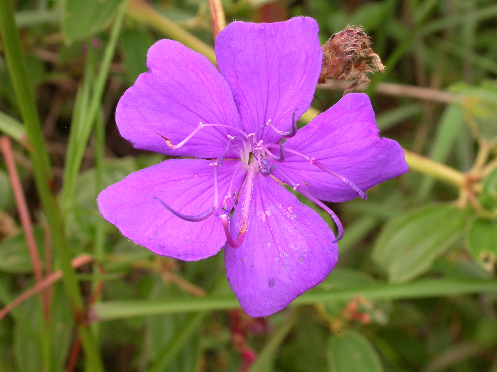 Nikon E4500 sample photo. Purple flower - colombia photography