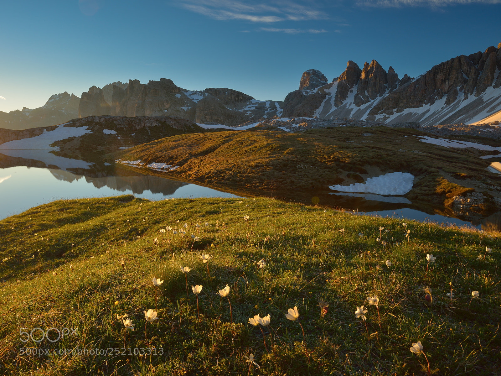Nikon D800 sample photo. Dolomites flowers photography