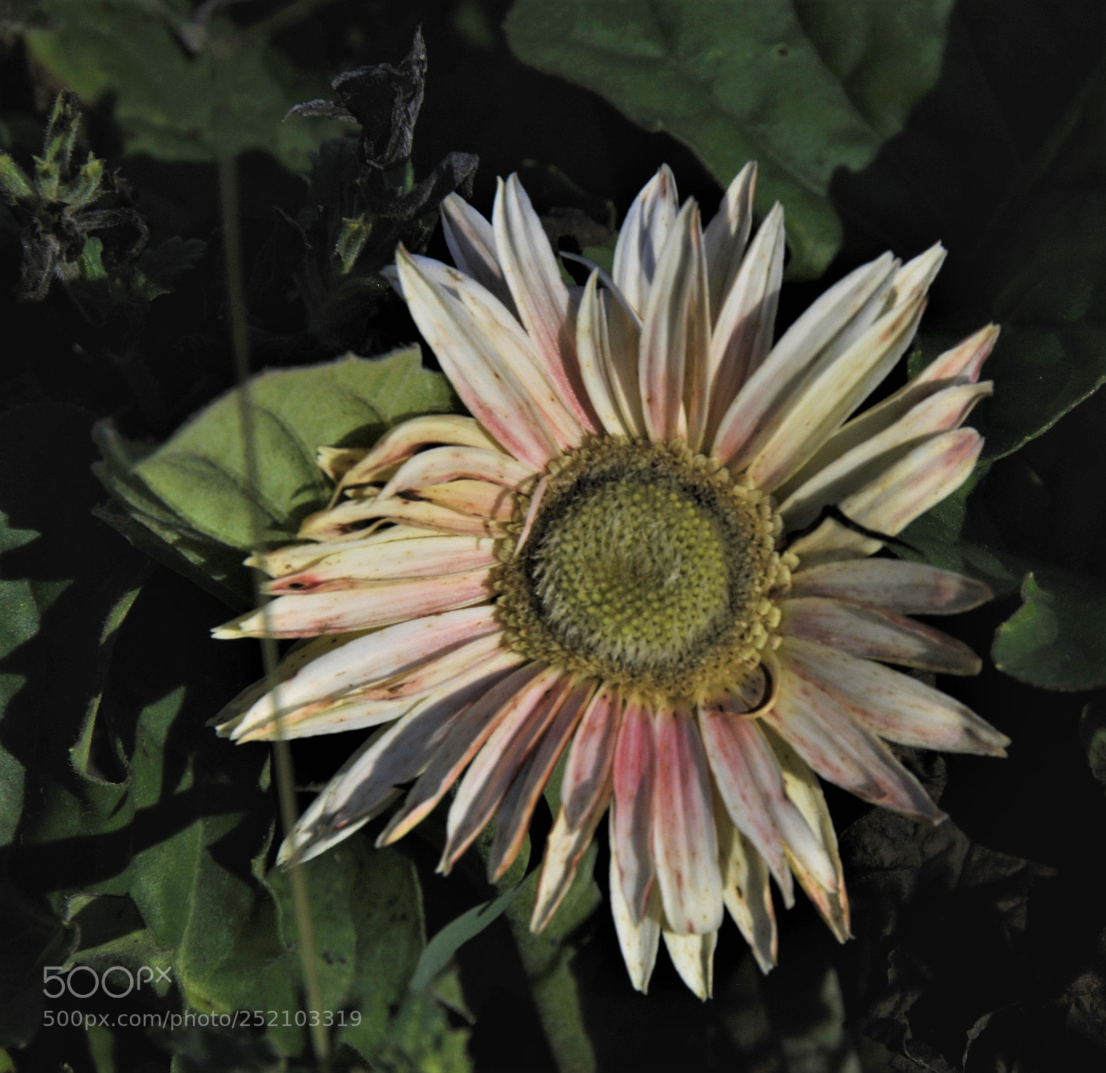 Nikon D300 sample photo. Faded flowers photography