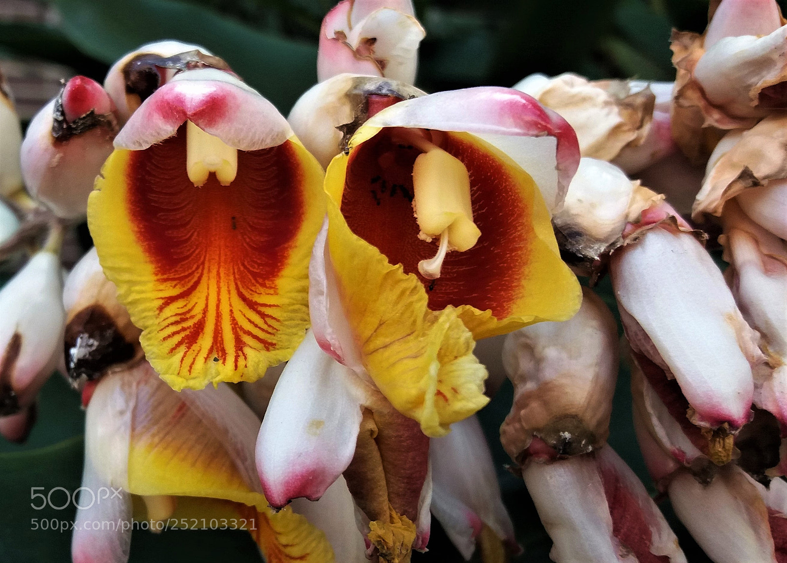 Samsung Galaxy J5 sample photo. Flor de medellin el photography