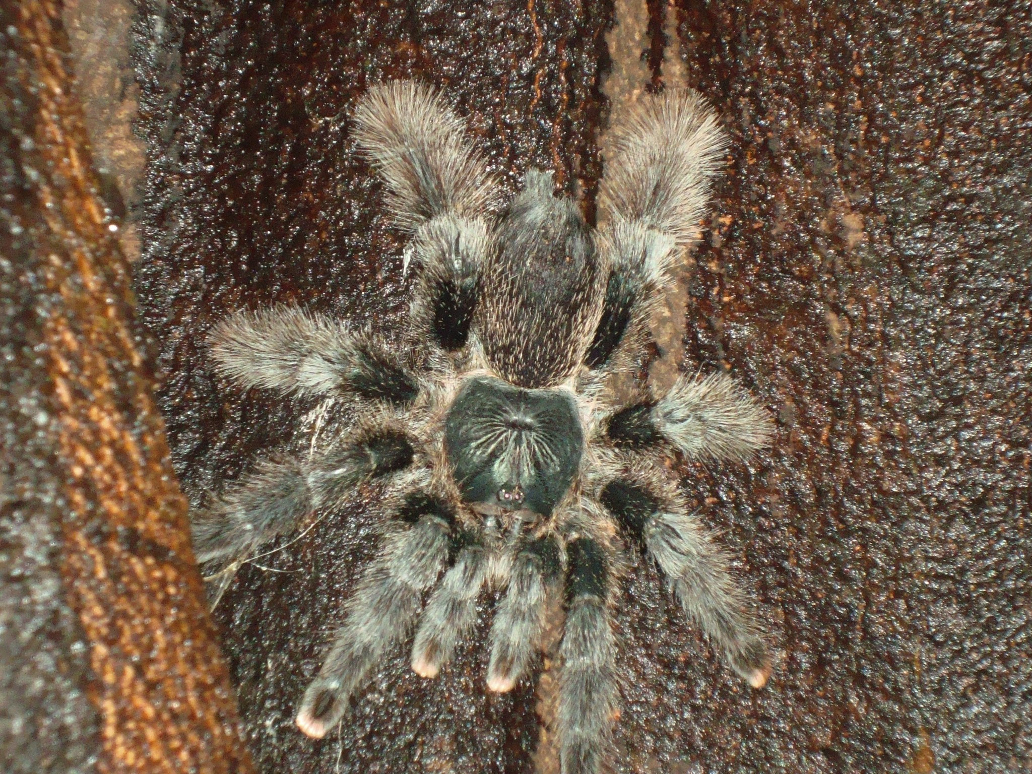 Sony Cyber-shot DSC-W110 sample photo. Amazon tarantula spider photography