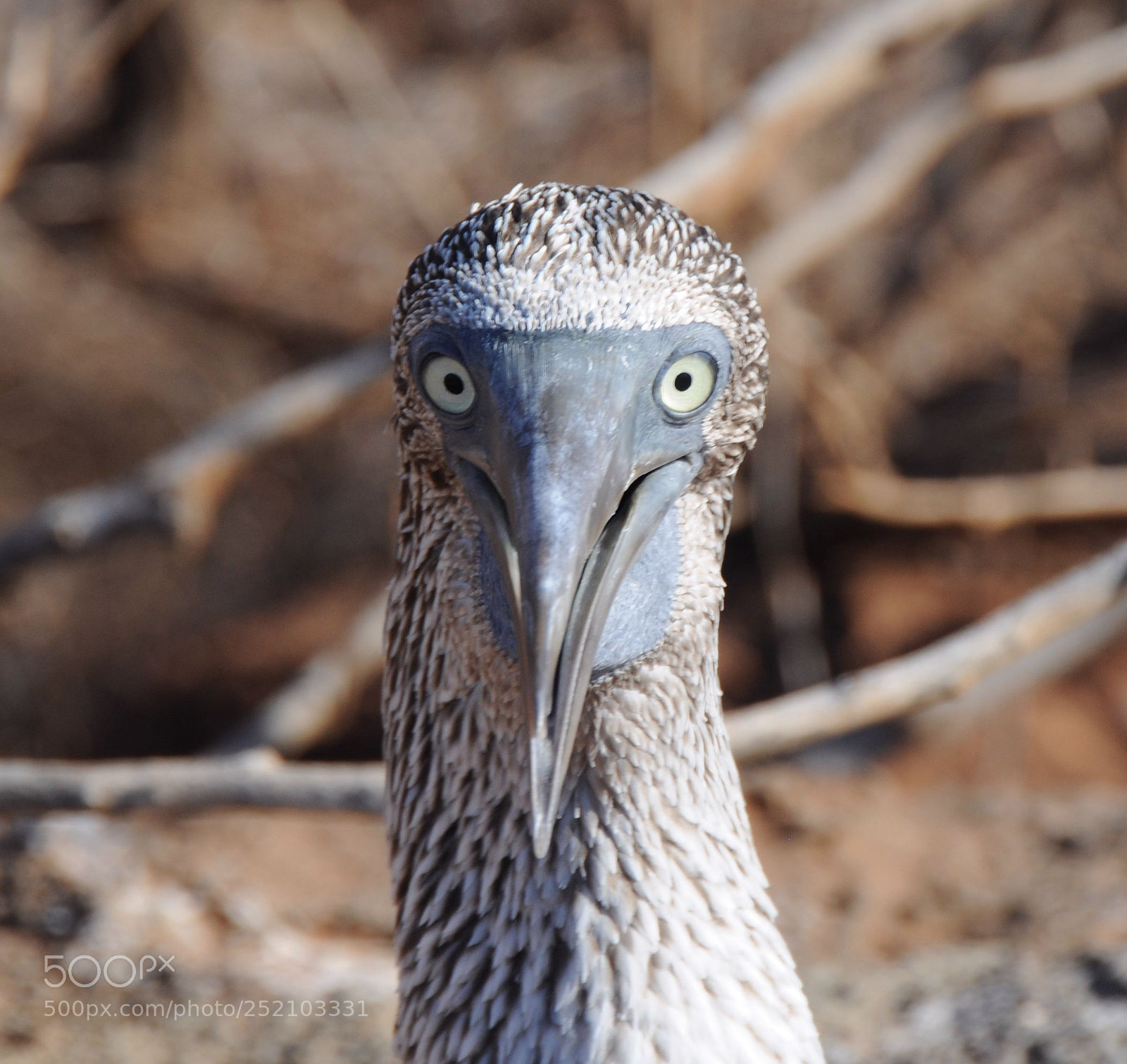 Nikon D300 sample photo. Hi whats up photography