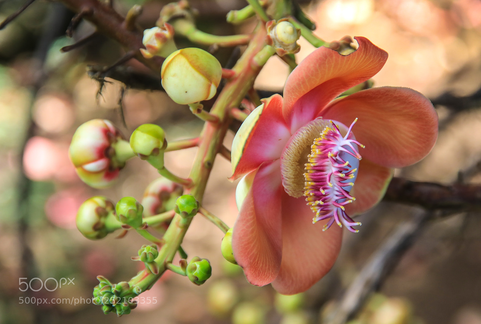 Canon EOS 5D Mark IV sample photo. St. vincent 9 photography
