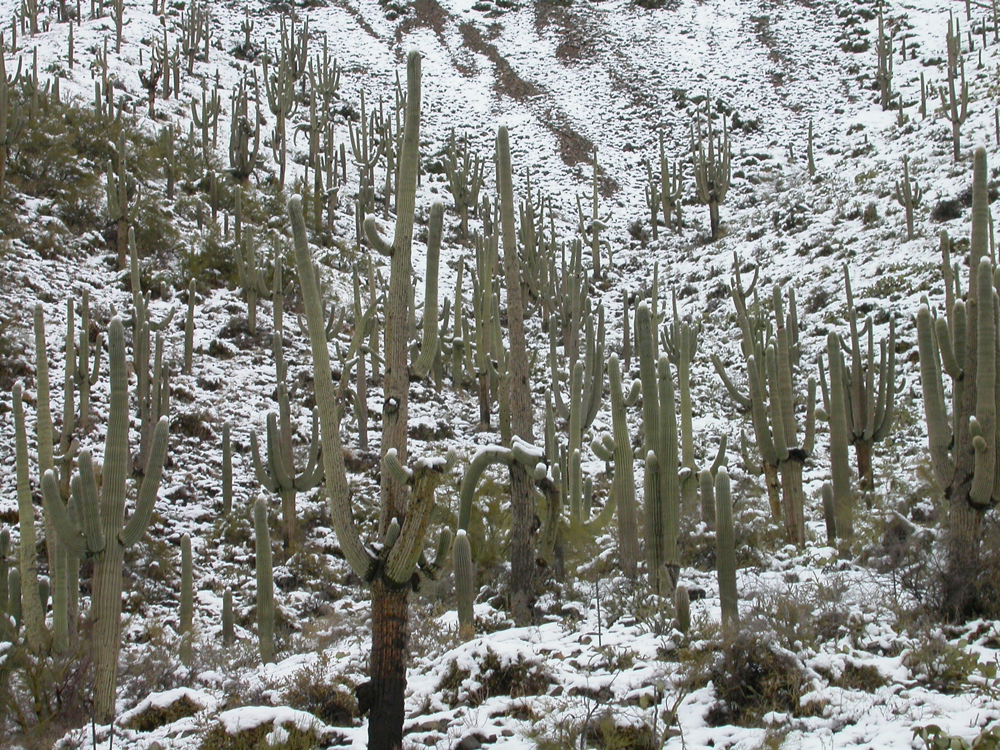 Nikon E4500 sample photo. Cactus in the snow - arizona photography