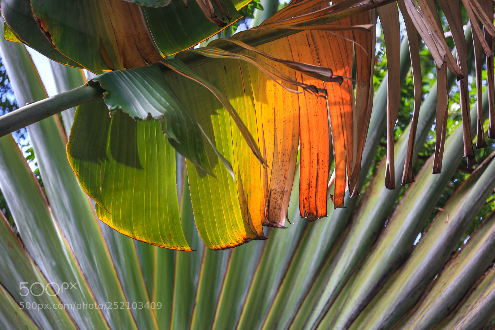 Canon EOS 5DS R sample photo. St. vincent 10 photography