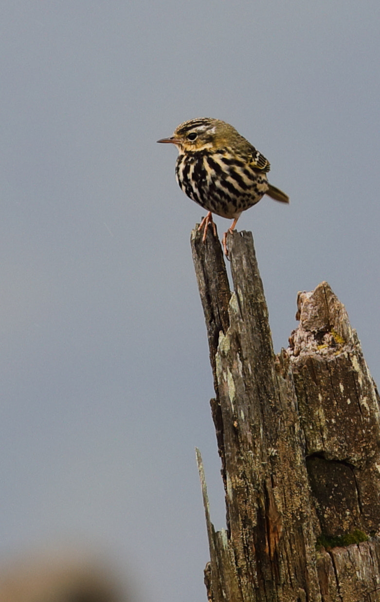 Canon EOS 5D Mark IV sample photo. Olive backed pipit photography