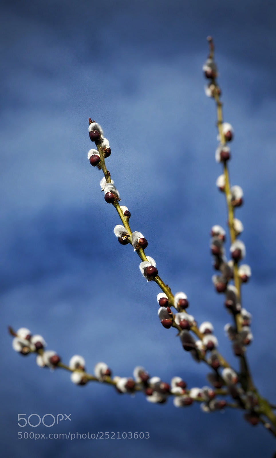 Panasonic Lumix DMC-FZ200 sample photo. Spring? photography