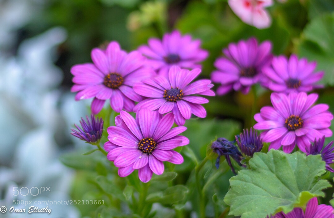 Nikon D7100 sample photo. Untitled photography