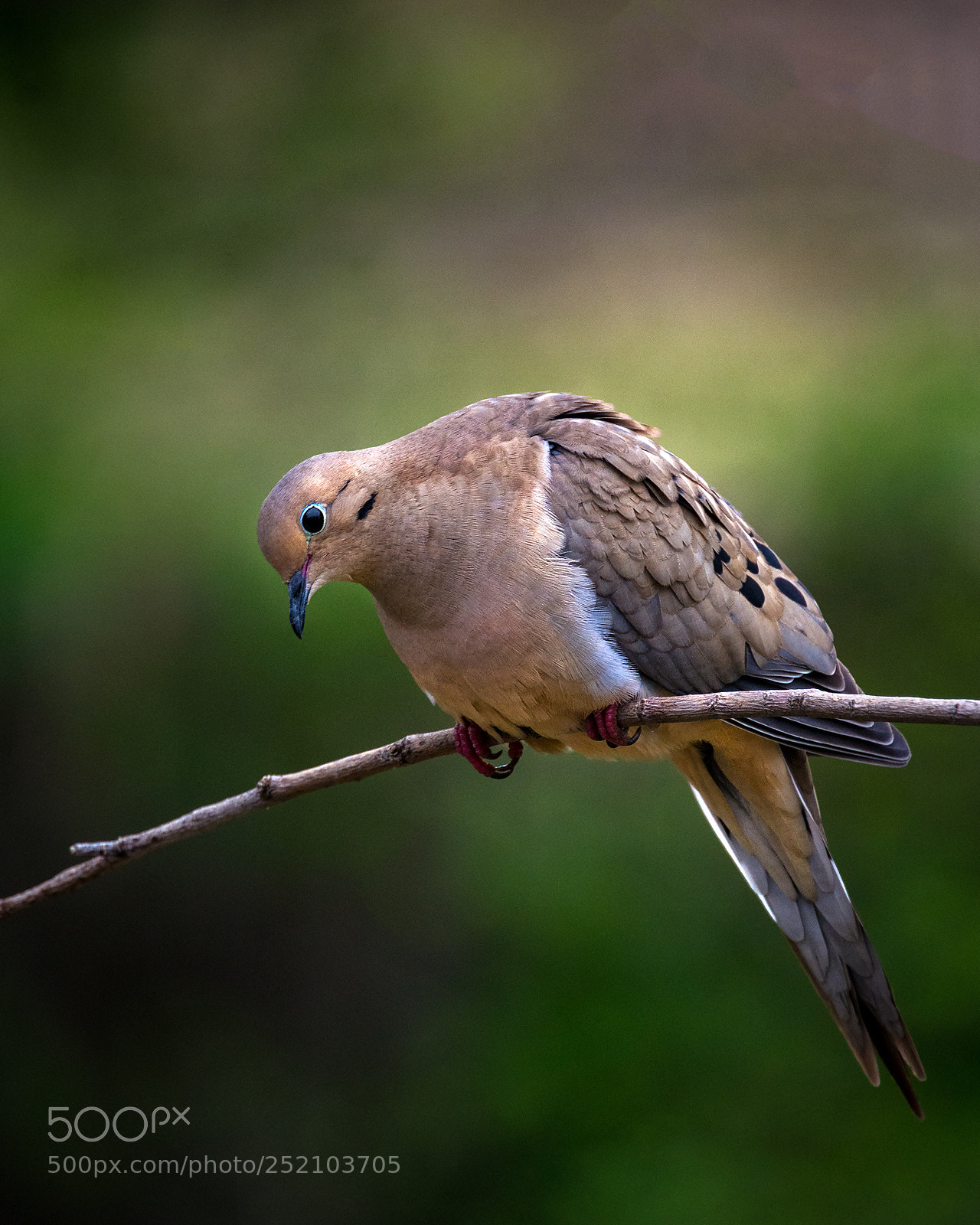 Nikon D7100 sample photo. A 'mouring' dove photography