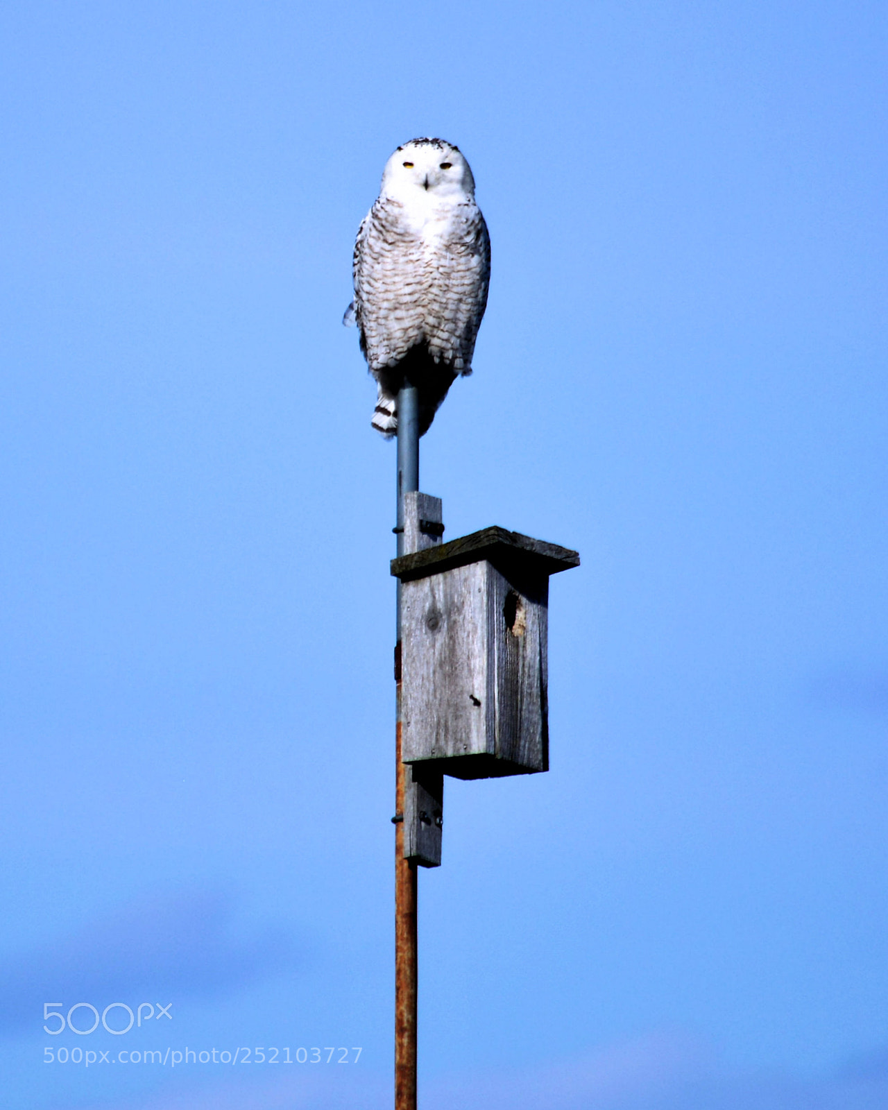 Nikon D7100 sample photo. Owl jpg jpg x photography