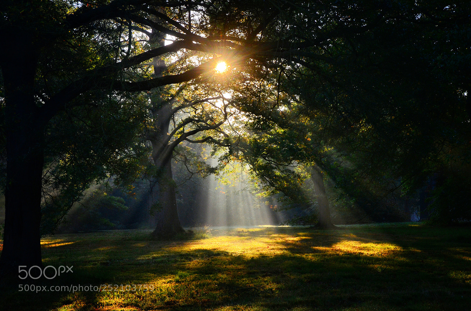 Nikon D7000 sample photo. Windsor great park, morning photography