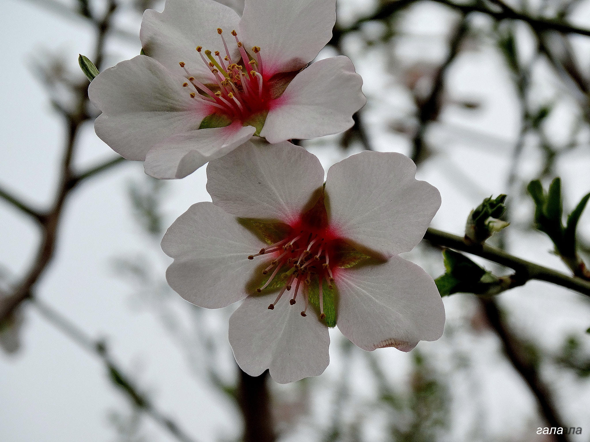 Minolta AF 80-200mm F2.8 HS-APO G sample photo. Charm photography